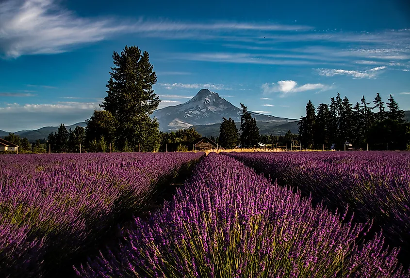 A lavender field, growing in the rich soils and sun-soaked landscape around Mount Hood. 