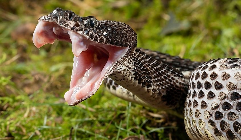 View of timber rattlesnake with mouth open