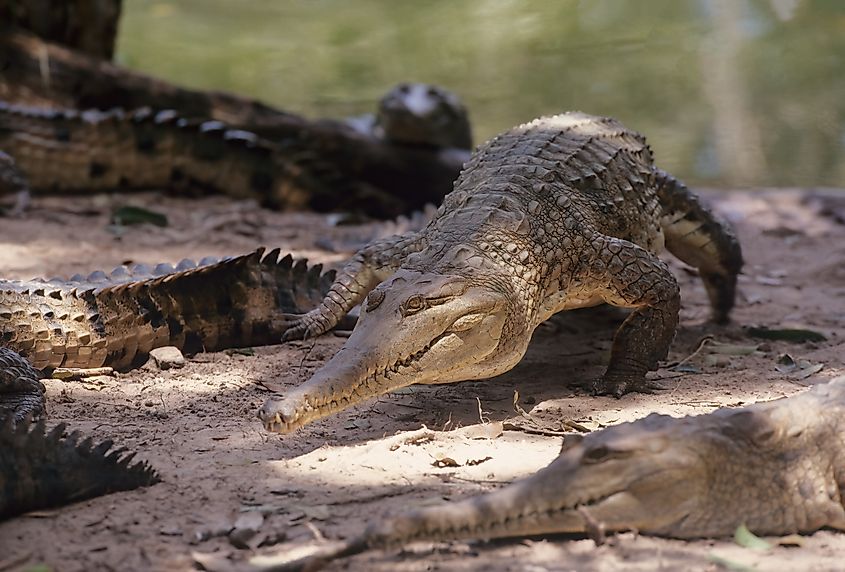 The freshwater crocodile (Crocodylus johnstoni), known as the Australian freshwater crocodile.