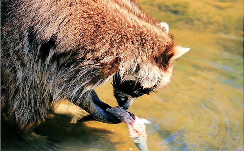 10 Animals That Are Omnivores - WorldAtlas