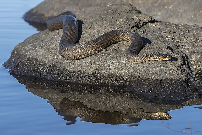 Northern Water Snake (Nerodia sipedon sipedon).