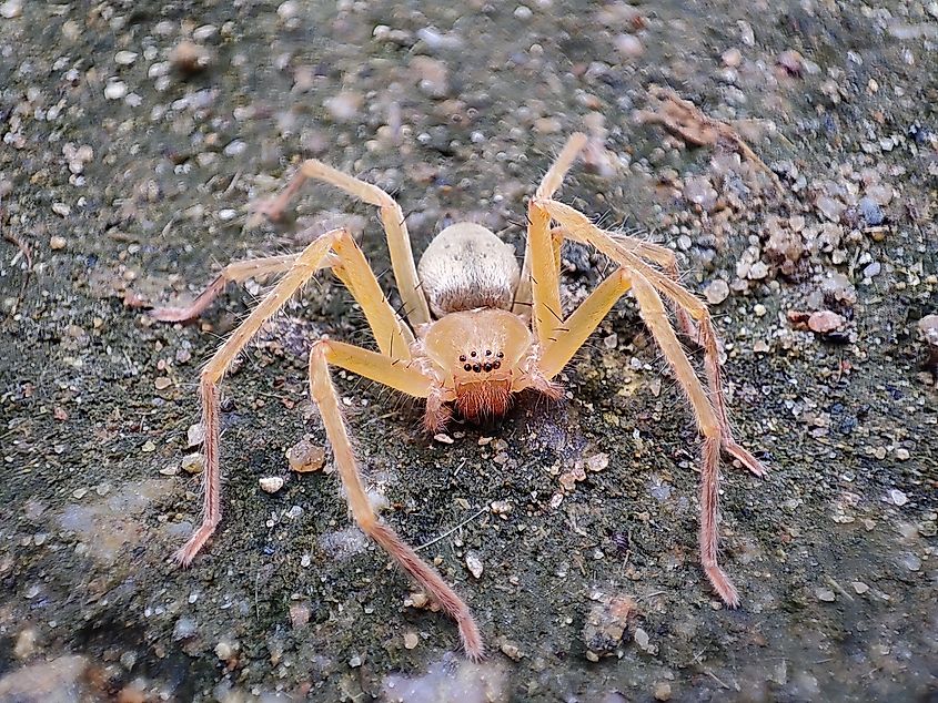 Close-up shot of a Brown Recluse spider on soil.