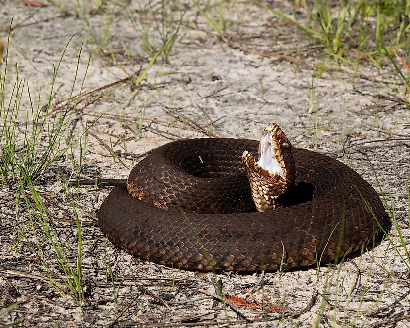 A Florida cottonmouth snake coiled up showcasing its white inner mouth.