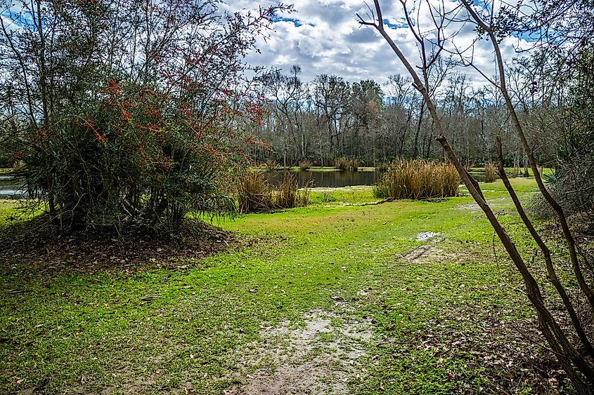 Beautiful Evangeline Pond in St. Martinville, Louisiana, featuring calm waters surrounded by lush greenery and serene views.