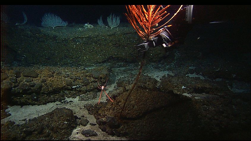 Galatheid crab evading capture as the Hercules ROV manipulator arm seizes its home, a reddish antipatharian coral in the Atlantic Ocean, Mid-Atlantic Ridge.