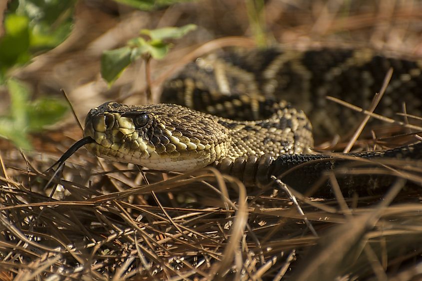 Eastern Diamondback Rattlesnake