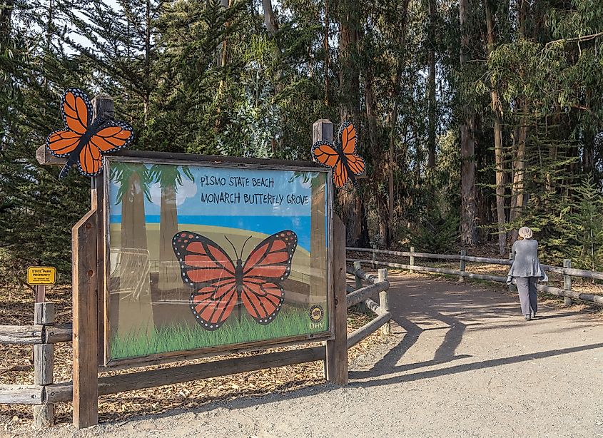A sign for Pismo State Beach Monarch Butterfly Grove is decorated with large orange butterfly illustrations. A person walks along a wooded path.