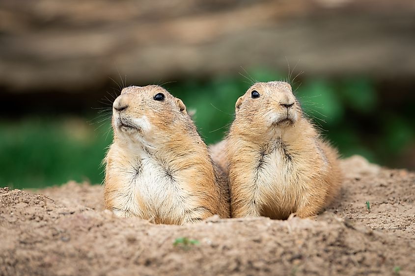 Prairie dog in the meadow