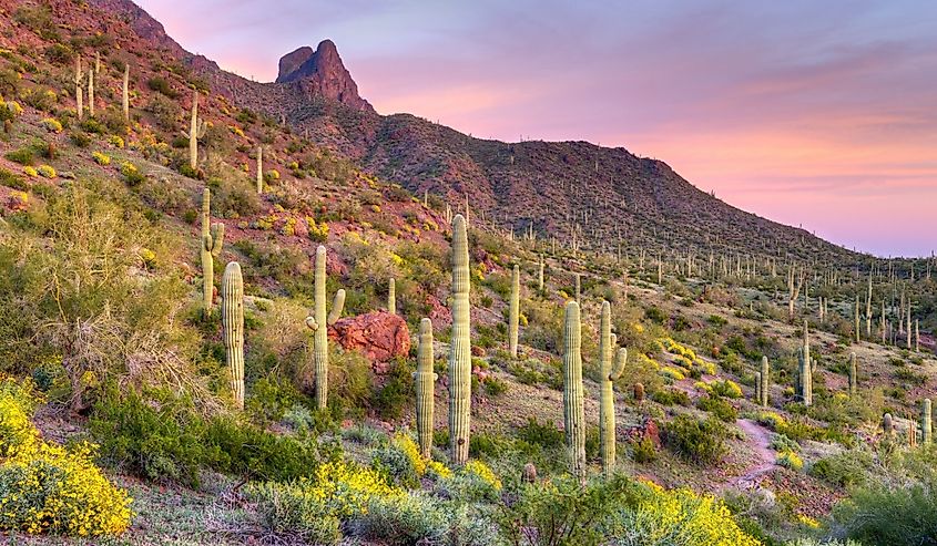 Picacho Peak at sunset, surrounded by blooming desert.