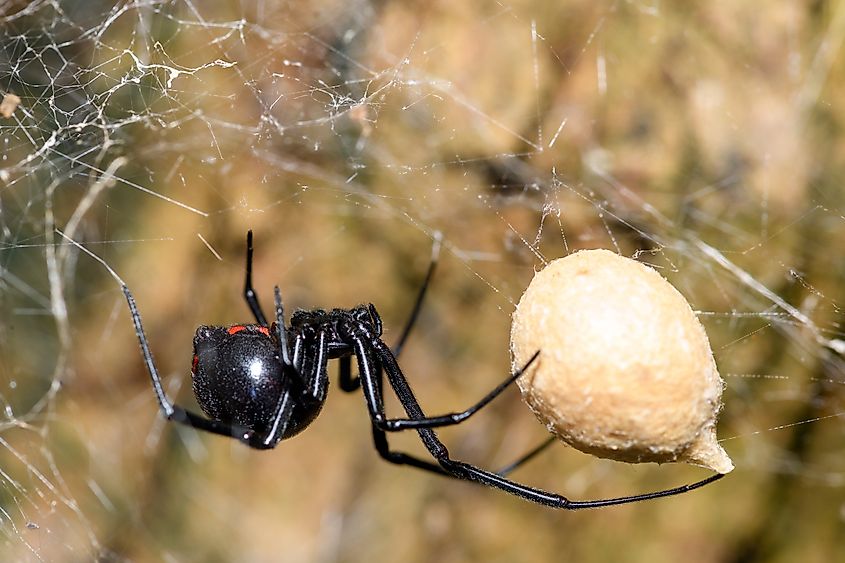 Latrodectus mactans