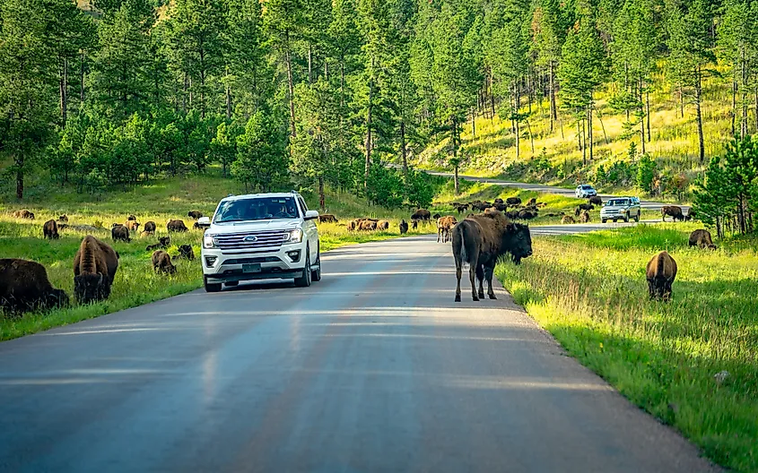 Bison herd along the road in Deadwood, South Dakota