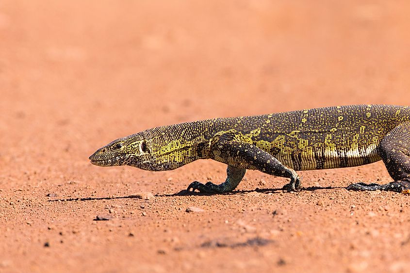 Nile Monitor Lizard (Varanus niloticus) on road, Masai Mara National Reserve, Kenya, Africa. Via Shutterstock / Ana Gram.