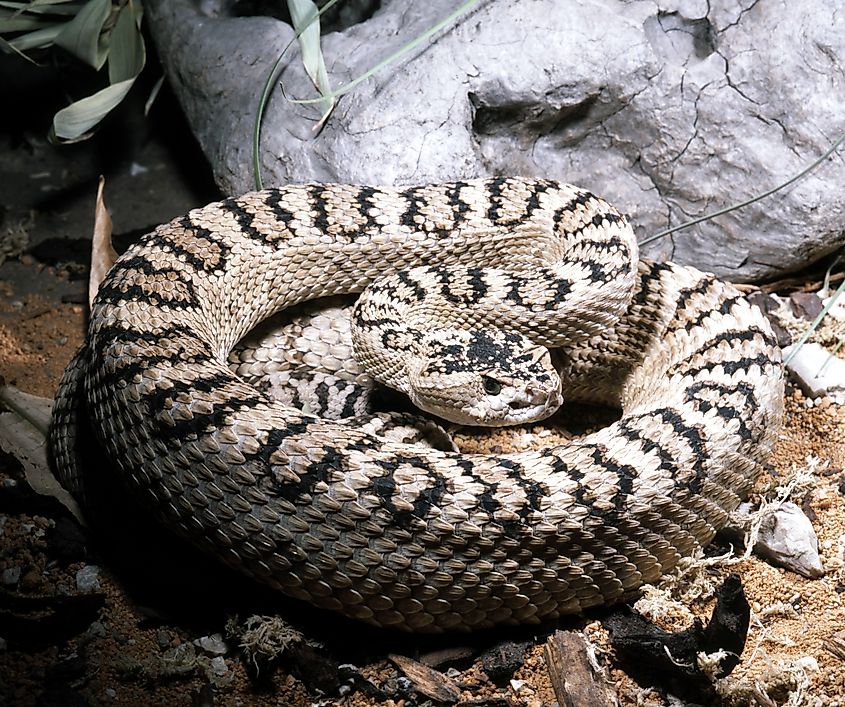 The Great Basin rattlesnake