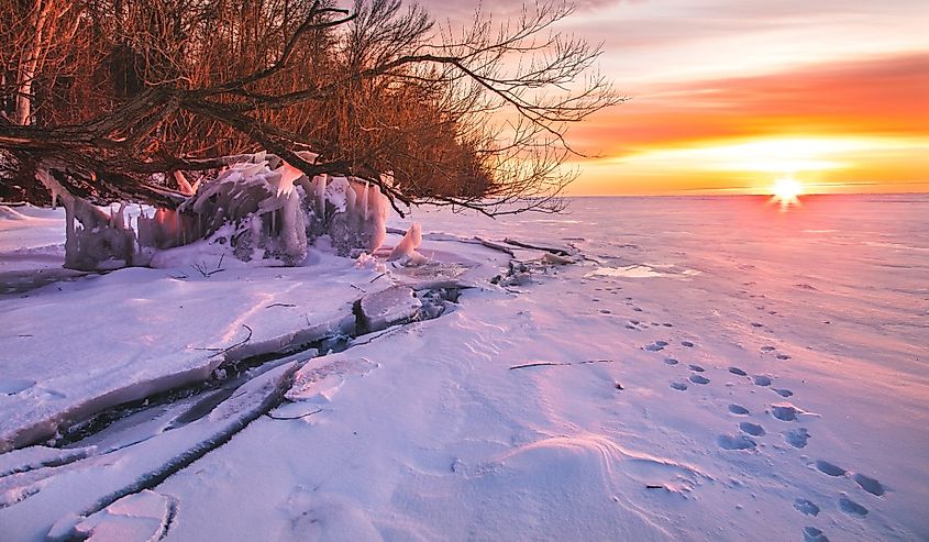 A view of frozen Lake Winnebago. The ice cracked all the way along the shore and various tree branches were frozen to the surface.