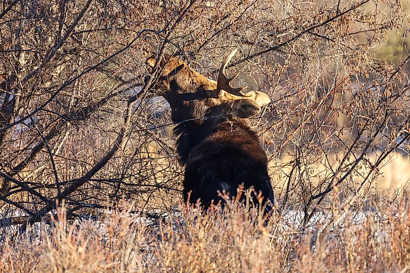 Moose browsing on twigs.