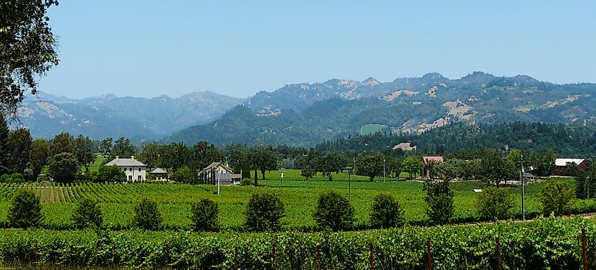 Vineyards along the Silverado Trail in California.