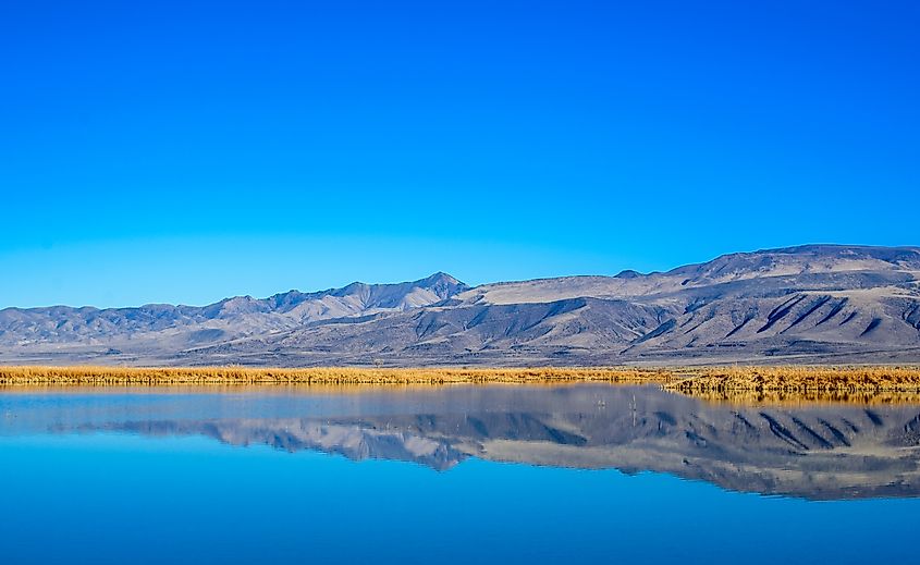 Foxtail Lake part of the important bird habitat in Stillwater National Wildlife Reserve, Churchill County, Nevada