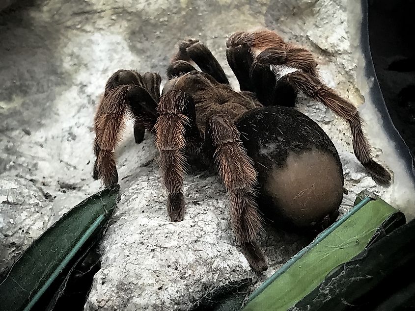 Close-up of a Goliath bird-eating tarantula, the largest tarantula species.
