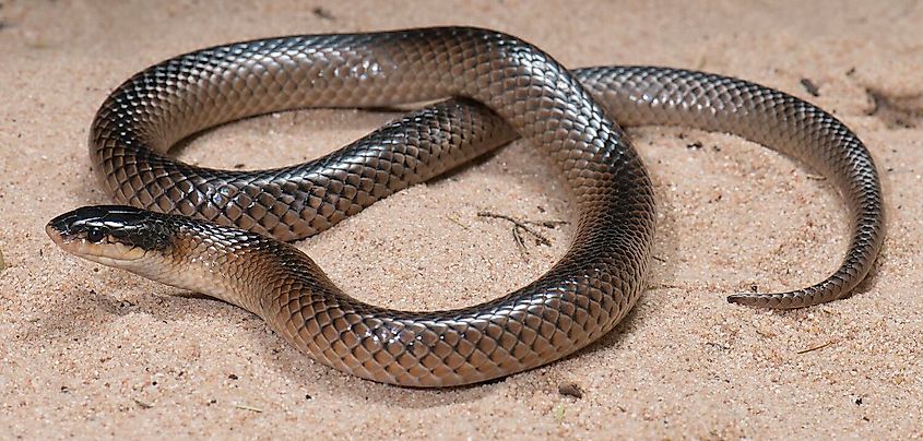 Mallee black backed snake (Suta nigriceps)