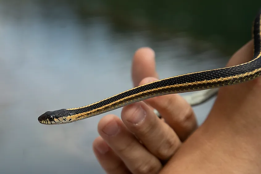Close-up of a Western Terrestrial Garter Snake.
