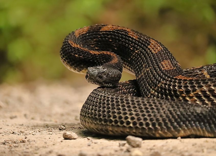 A timber rattlesnake in the wild.