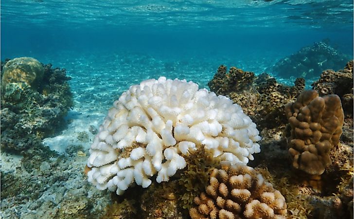 Pocillopora coral bleached due to El Niño in the Pacific Ocean, American Samoa.
