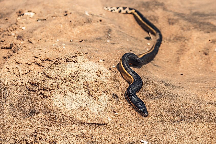 A beached yellow-bellied sea snake.