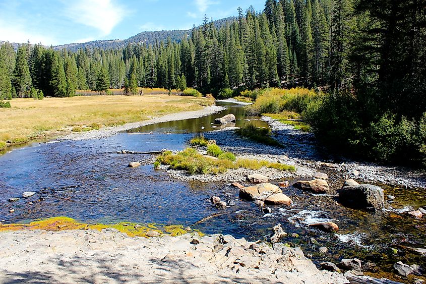San Joaquin River flowing through a forested zone