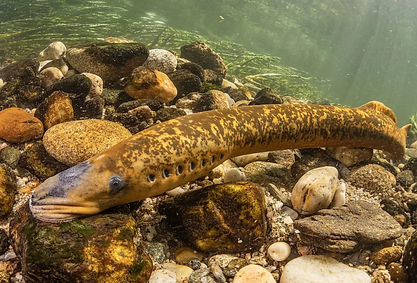 Sea lamprey is making a nest to lay eggs.