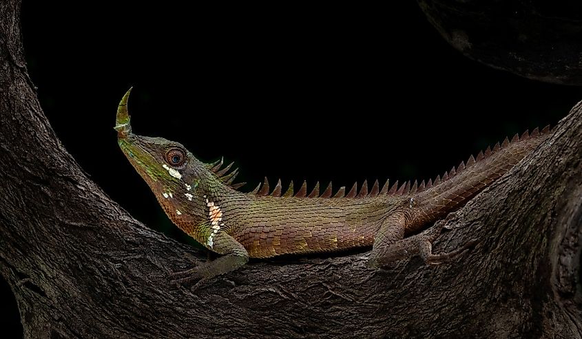 Anolis proboscis, commonly known as the Horned Anole.
