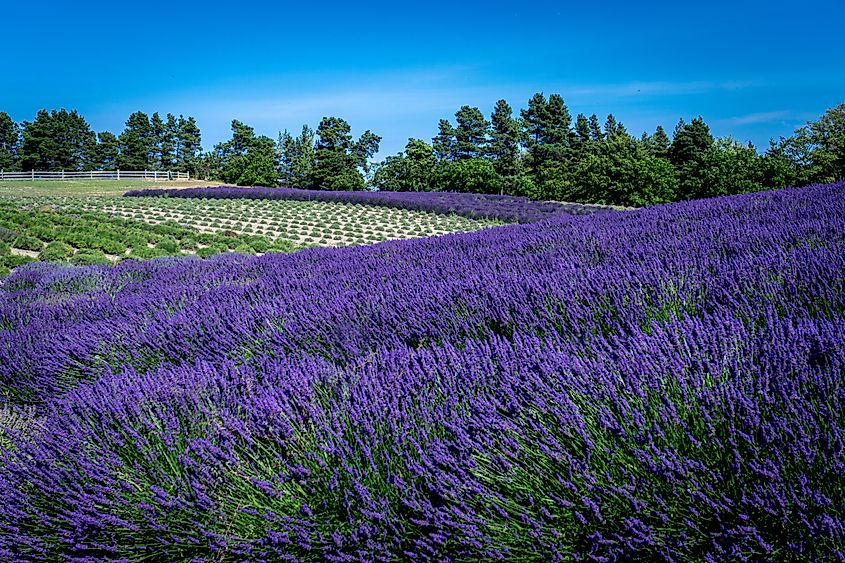 Lavender fields on rolling hills bring bright colors to the city of Sequim, Washington.