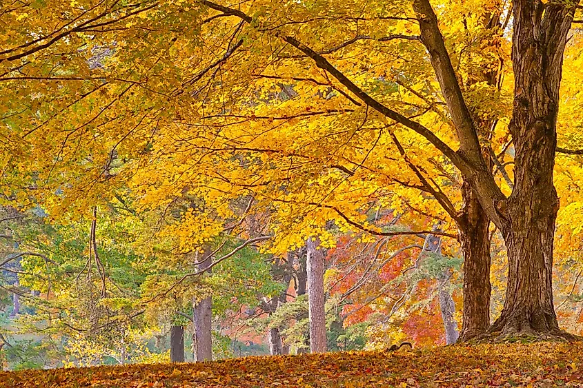 Bernheim Arboretum and Research Forest