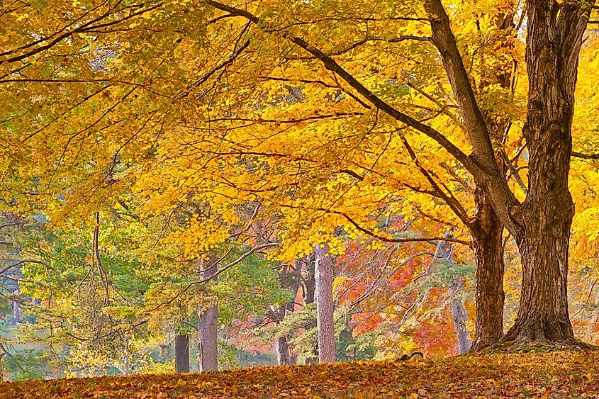 Colorful autumn landscape, sunny day in park. Bernheim Arboretum and Research Forest near Louisville, Kentucky.