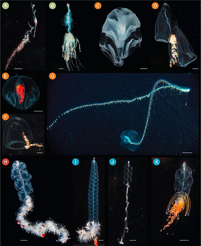 Different clades of Siphonophorae