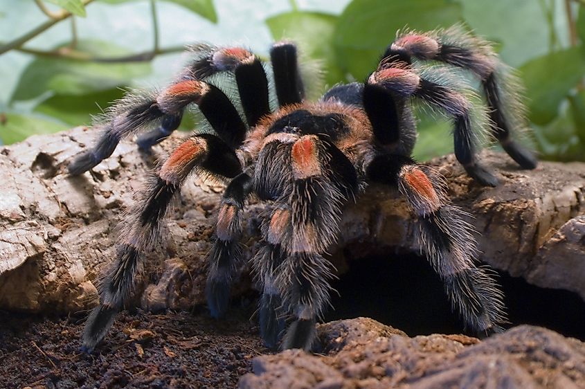 Tarantula spider - brachypelma smithi - sitting on her cave.