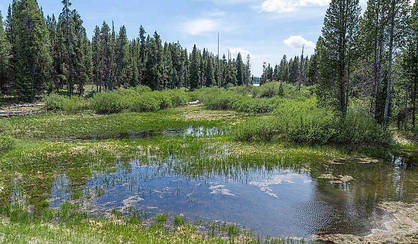 Wetlands around the Yellowstone River in Yellowstone National Park, Wyoming, USA