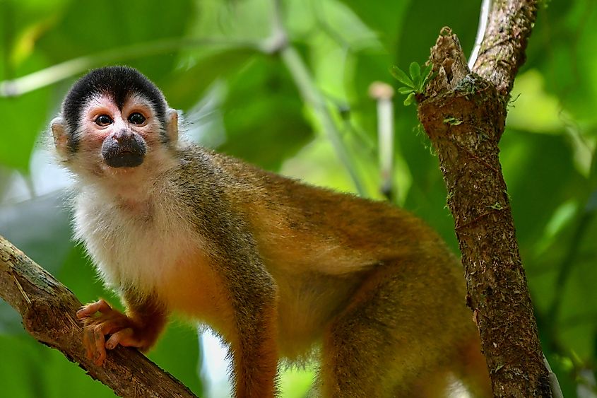 Corcovado National Park