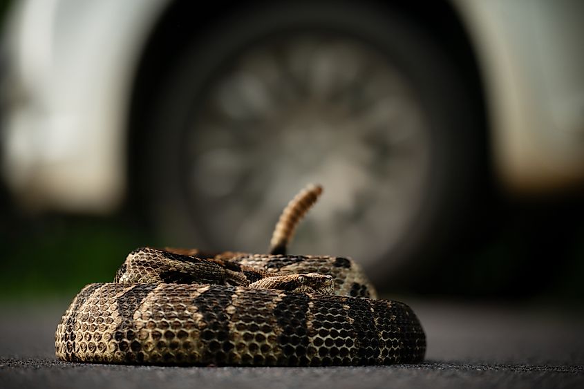 A timber rattlesnake on the road.