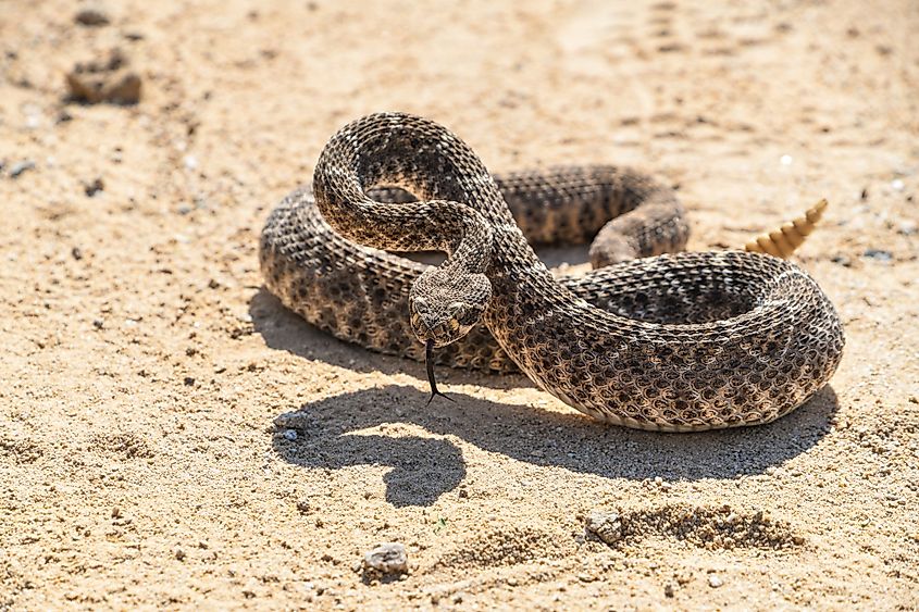 A Western diamondback rattlesnake in the Sonoran Desert.