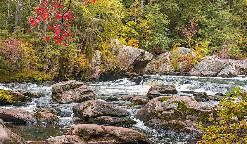 Red autumn leaves hang over the river. Merrimack, New Hampshire, USA