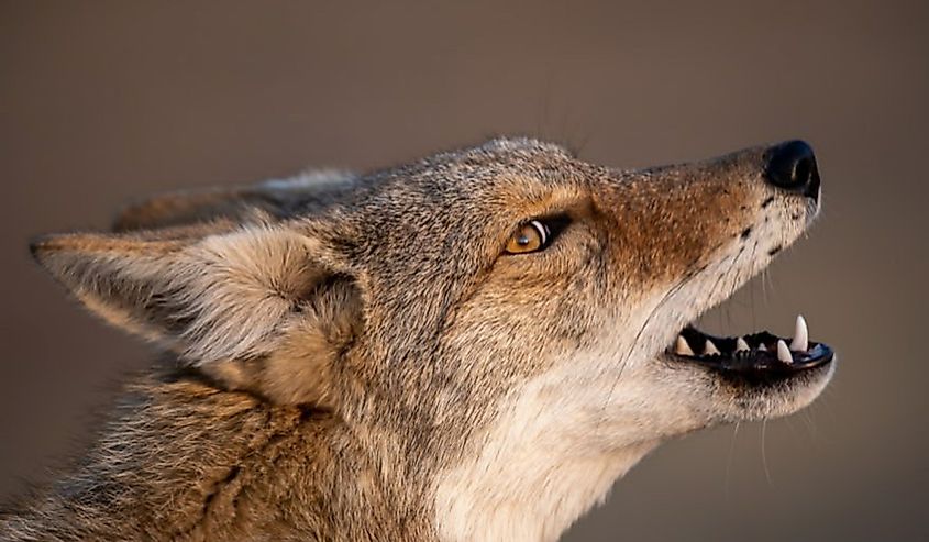 Side-view of a coyote with mouth open