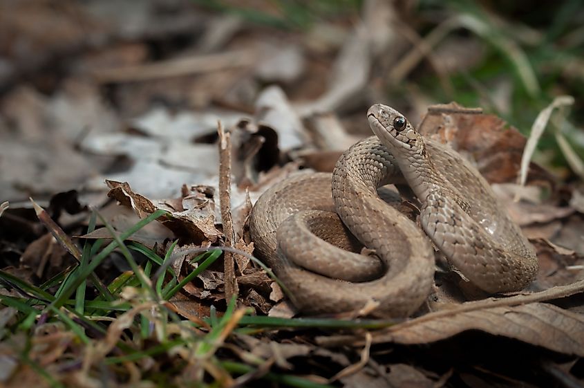 Dekay's brown snake macro portrait.