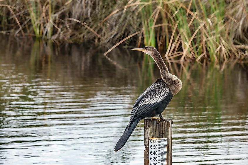 St. Marks National Wildlife Refuge, Florida