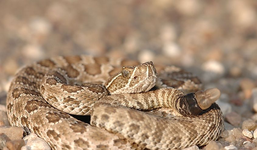 Small prairie rattlesnake found crossing a gravel road between two crop fields.