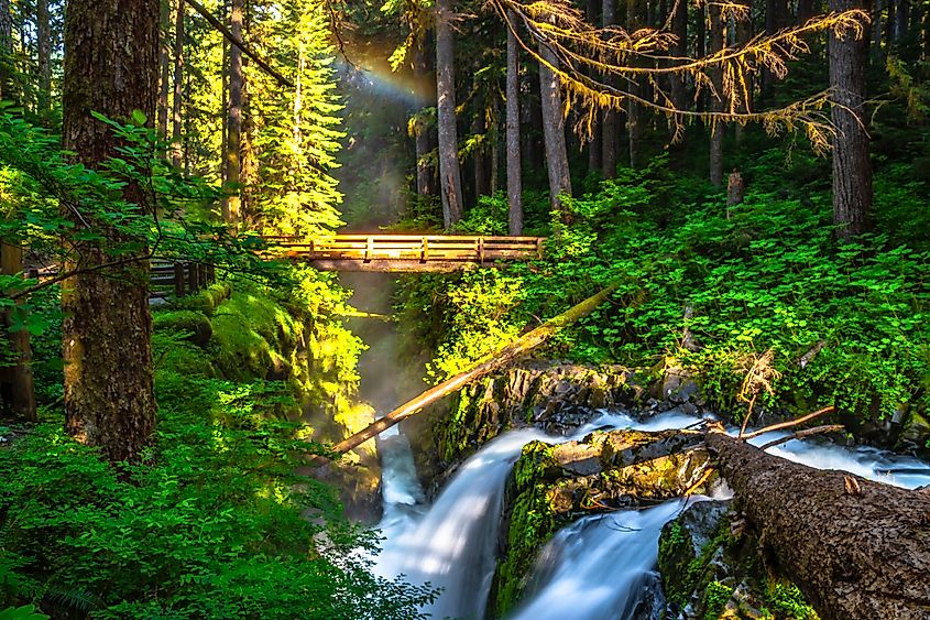 Trail to Sol Duc Falls in Olympic National Park