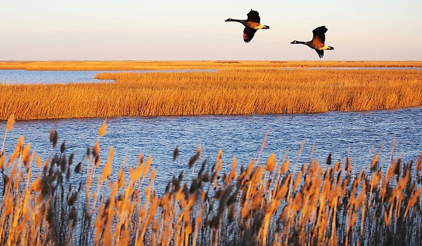 Canada geese in migration at Bombay Hook National Wildlife Refuge, Delaware