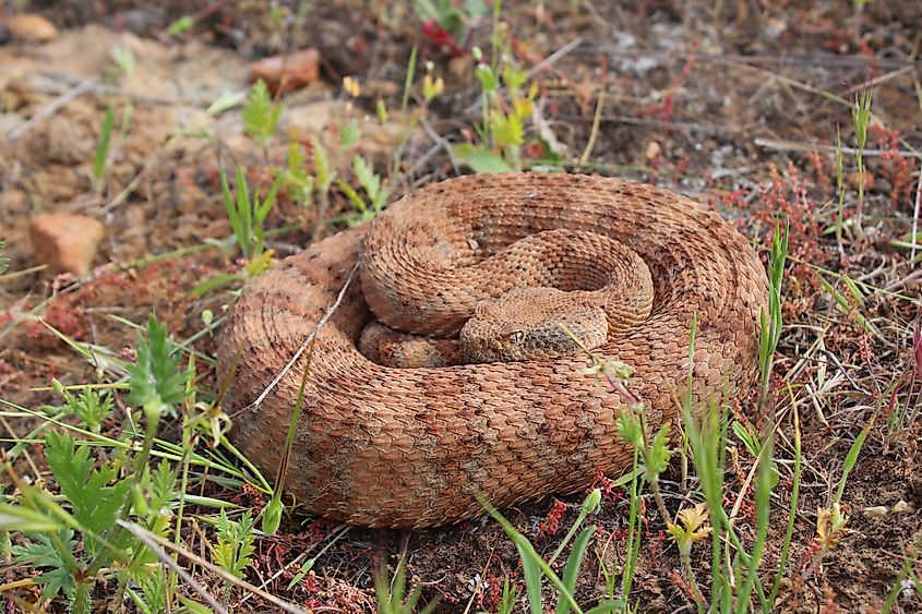 Southwestern Speckled Rattlesnake (Crotalus mitchellii pyrrhus).