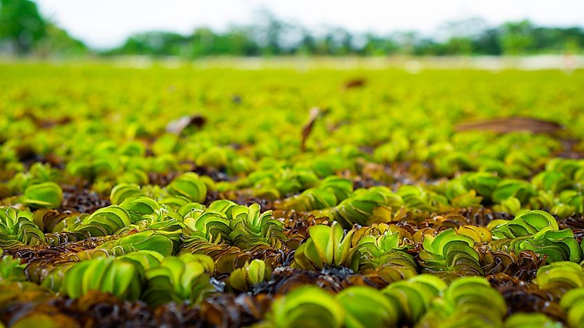 Salvinia Molesta, commonly known as Giant Salvinia (Credit: BI4S via Shutterstock)