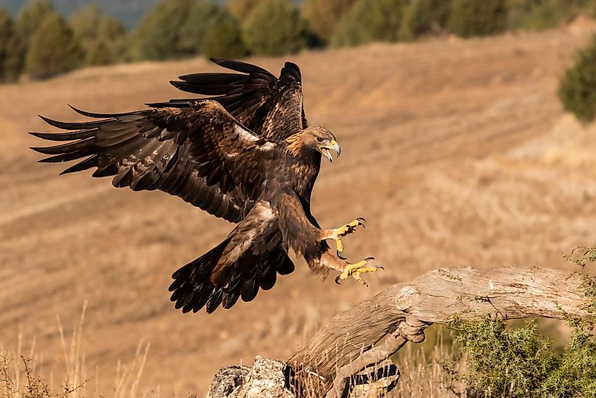A golden eagle flying towards a perch.