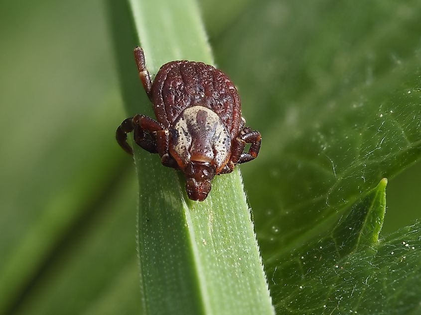Macro shot of an American dog tick on a vibrant green blade of grass.